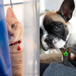 Load image into Gallery viewer, Smarty Pet Colorful Jingle Bells for Cat & Dog Collars (Pack of 2)