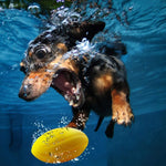 Load image into Gallery viewer, EE Toys Squeaky Rugby Ball Dog Toy – Bright Yellow