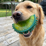 Load image into Gallery viewer, Holy Paws Fruity Bite – Durable Dog Chew Toy (Orange)