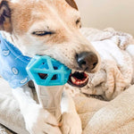 Load image into Gallery viewer, Holy Paws: Fun 'n' Play Geometric Dumbbell Dog Toy