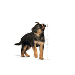 Load image into Gallery viewer, Royal Canin Maxi Puppy