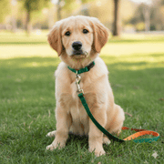 10mm Silky Dual Color Leash & Collar Set with Bell for Pets