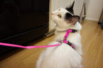 Load image into Gallery viewer, Cat Harness &amp; Leash - 10mm Plain Nylon (Color May Vary)