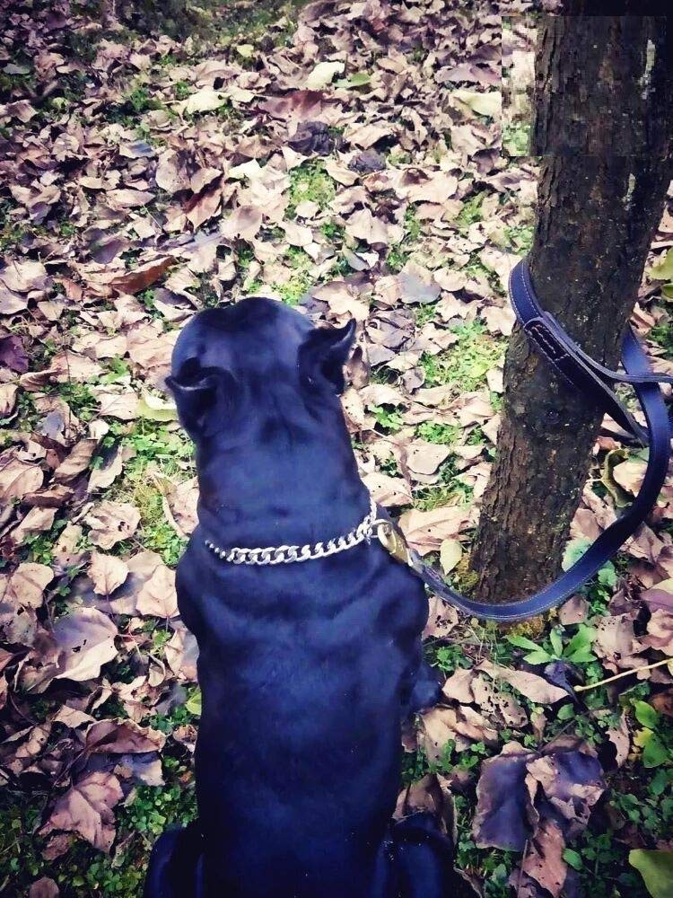 Heavy-Duty Stainless Steel Choke Chain Dog Training Collar