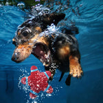 Load image into Gallery viewer, EE Toys-Latex Star Dog Toy