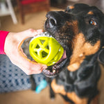 Load image into Gallery viewer, Holy Paws Fun N Play Interactive Squeaky Dog Toy Ball