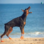 Load image into Gallery viewer, Holy Paws Silicone Base Dog Socks-Cum-Shoes Waterproof &amp; Anti-Slip