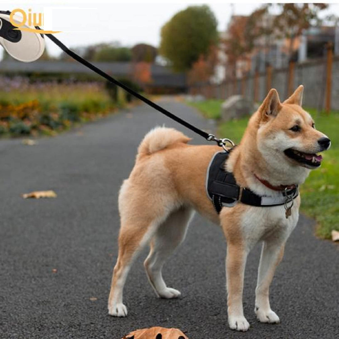 NB Retractable Leash-Medium (Color May Vary)