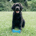Load image into Gallery viewer, Playerz Dumbbell with Tennis Ball-A130