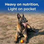 Chappi Adult Chicken & Rice 20Kg