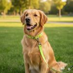 Load image into Gallery viewer, Leash &amp; Collar-Plain Nylon Padded for Dogs (Color May Vary)
