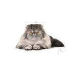 Load image into Gallery viewer, Royal Canin Persian Adult