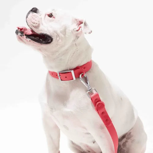 Holy Paws Waterproof PVC Dog Collar – Odor-Proof, Heavy-Duty Adjusting Buckle
