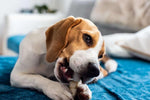 Load image into Gallery viewer, Smartypet Rawhide Bone 6inch 4pcs