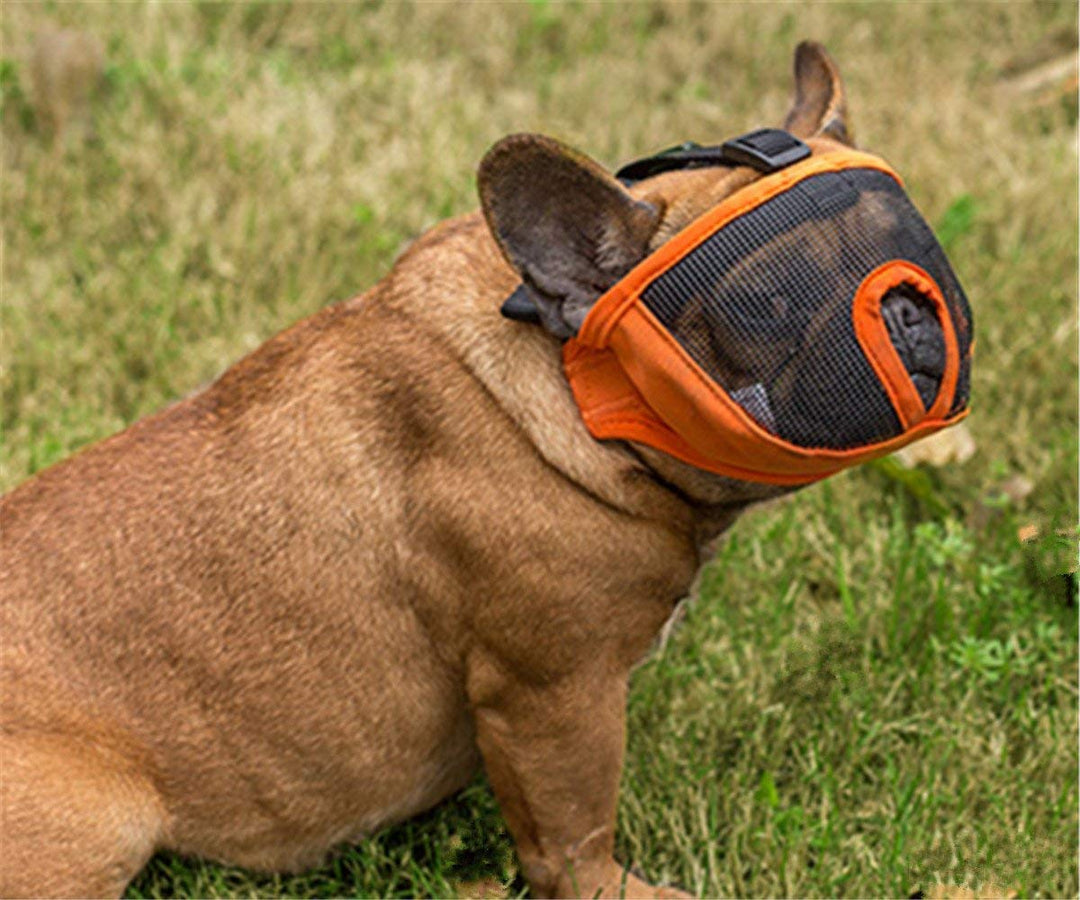 Short Snout Dog Muzzle