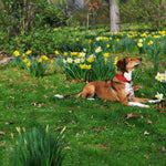 Load image into Gallery viewer, Tie Out Cables-20feet