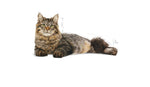 Load image into Gallery viewer, Royal Canin Urinary Cat Food